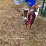 Goat named Apple at our petting zoo in the Timiskaming Shores and New Liskeard area. Kenabeek, Ontario.