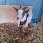 Goat at our petting zoo in the Timiskaming Shores and New Liskeard area. Kenabeek, Ontario.