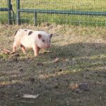 Pig at our petting zoo in the Timiskaming Shores and New Liskeard area. Kenabeek, Ontario.