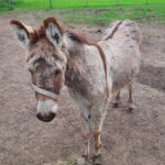 Donkey at our petting zoo in the Timiskaming Shores and New Liskeard area. Kenabeek, Ontario.